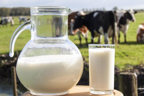 تولید ۲۹۰۰ تن شیر خام در نکا