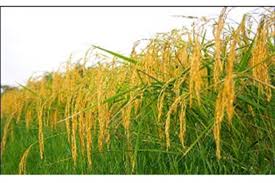 آغاز برداشت اولین خوشه های برنج در نکا