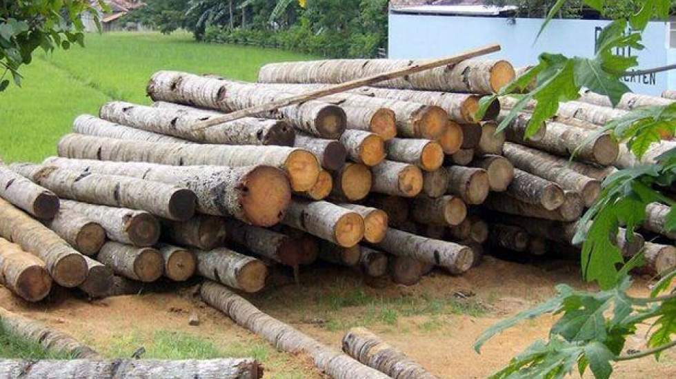 نگرانی از نفوذ مجدد مافیای چوب در سازمان جنگل ها /"واگذاری منابع طبیعی" به نام "احاله مدیریت"