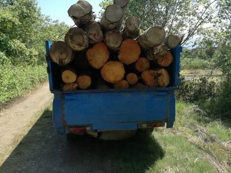 توقیف خودرو‌های حامل چوب جنگلی قاچاق در نوشهر